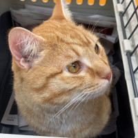 Photo of Pumpkin Sam