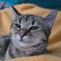 Photo of Sarabi**2nd Chance Cat Rescue**
