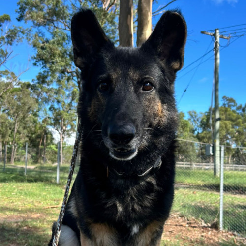 Bear - German Shepherd Dog