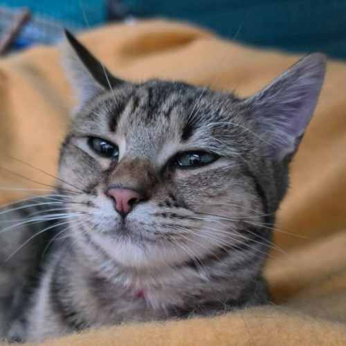 Sarabi**2nd chance cat rescue** - Domestic Short Hair Cat