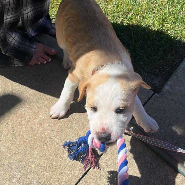 Photo of Poppy