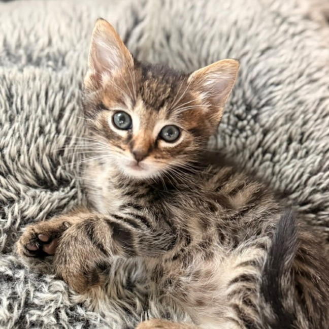 Photo of Experiment 626 Aka Six 