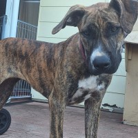Photo of Stella
