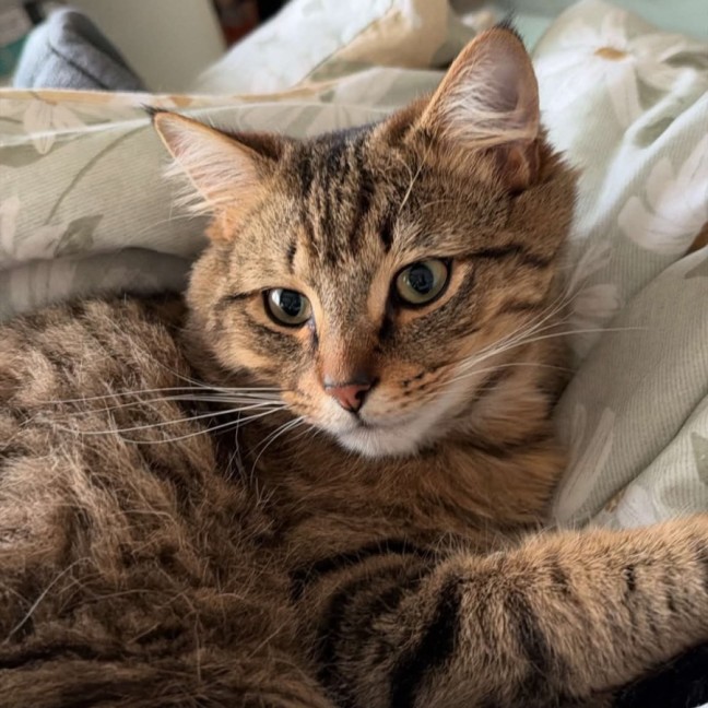 Photo of King 