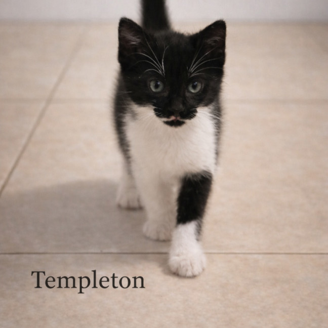 Photo of Templeton