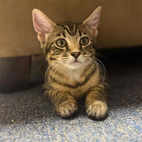 Tyla - Domestic Short Hair (DSH) Cat