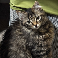 Photo of Belladonna