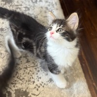 Photo of Violet
