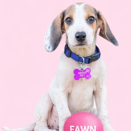 Fawn - Beagle Dog