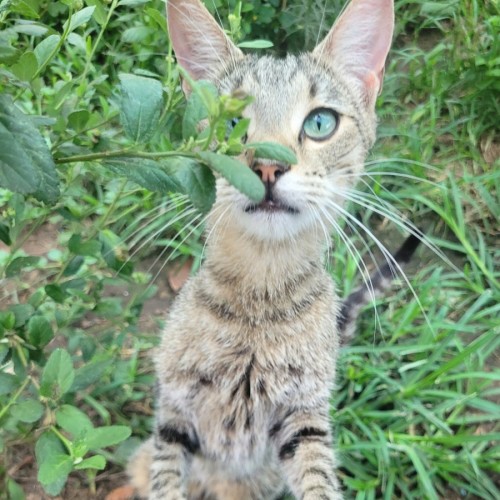 Midori 💚 - Domestic Short Hair (DSH) Cat