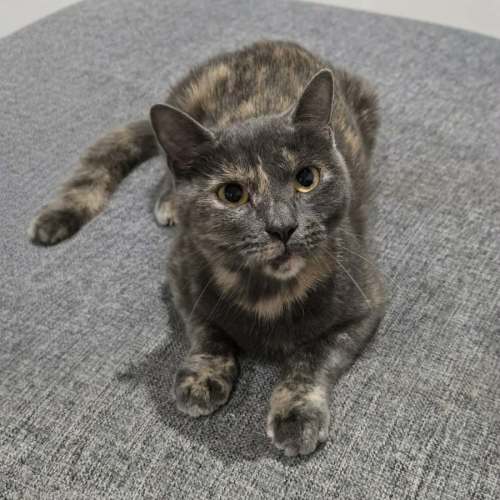Aura - Domestic Short Hair (DSH) Cat