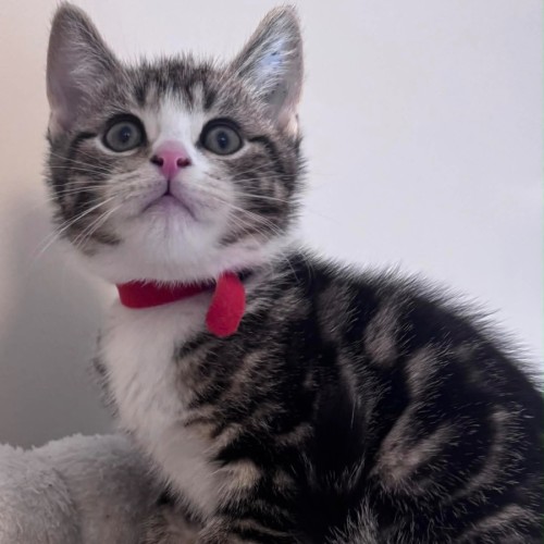 Ralf - Domestic Short Hair (DSH) Cat