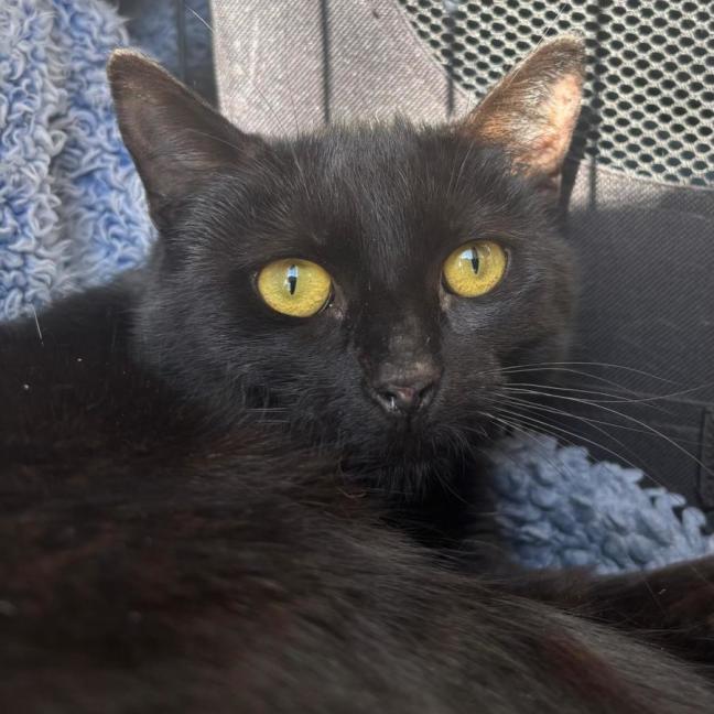 Photo of 🐭 Amara 🐭