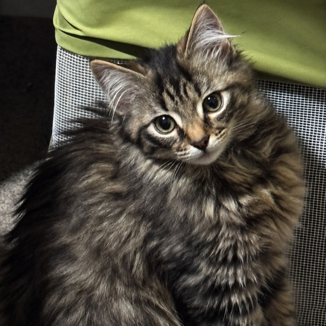 Photo of Belladonna