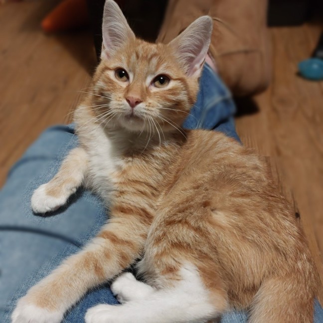 Photo of Maple Syrup