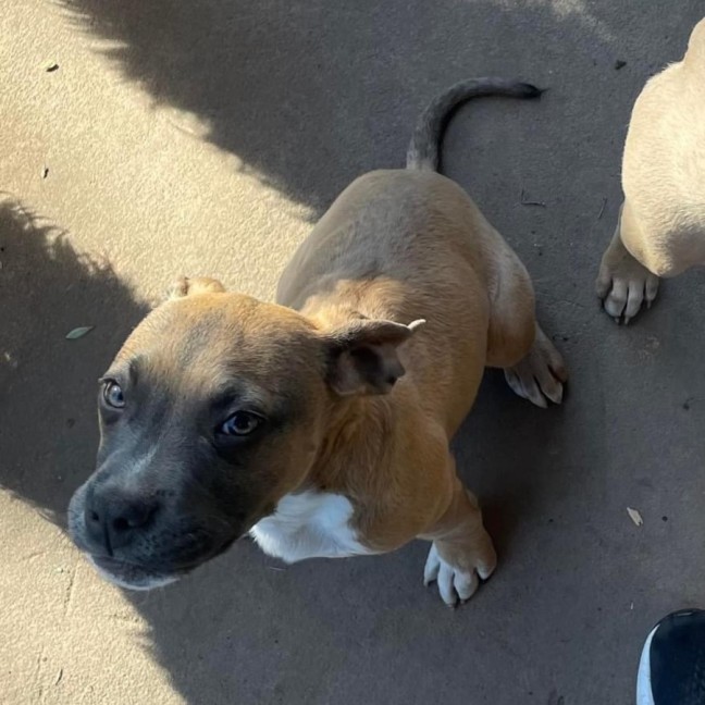 Photo of Thumper & Bambi 