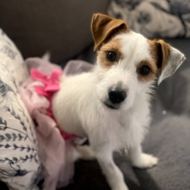 Photo of Sweetie Pie