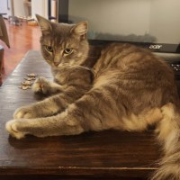 Photo of Shadow