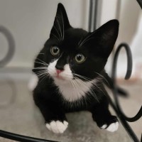 Photo of Zorro * 9 Lives Project Rescue*