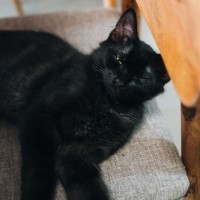 Photo of Cola