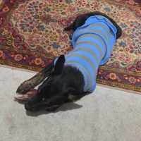 Photo of Rascal