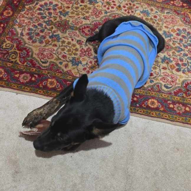 Photo of Rascal