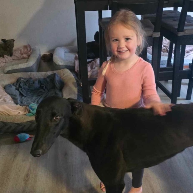 Photo of Connor, The Greyhound 