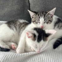 Photo of Freddie & Poppy