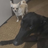 Photo of Neo, The Greyhound 