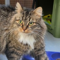 Photo of Maple ** 2nd Chance Cat Rescue **