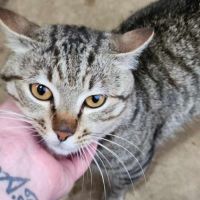 Photo of Tonka