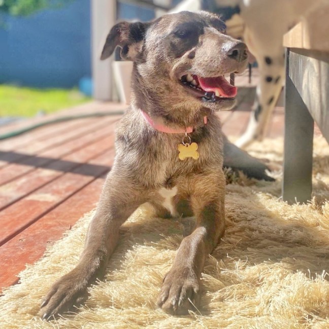 Photo of Sadie
