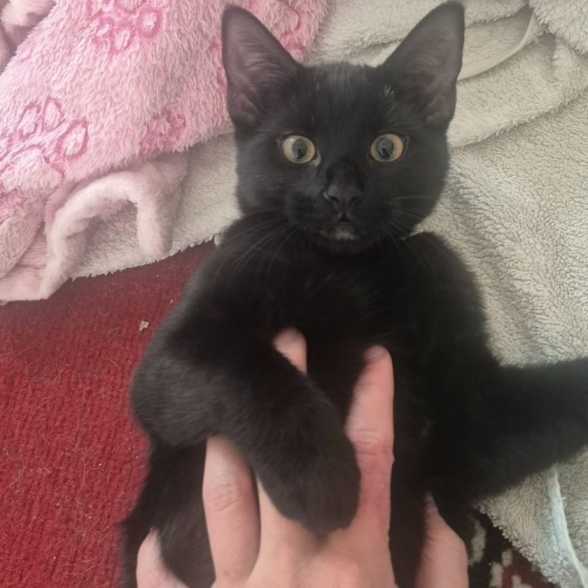 Photo of Purrsephone