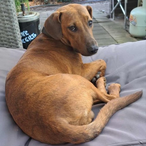 Tandoori - Dachshund Dog