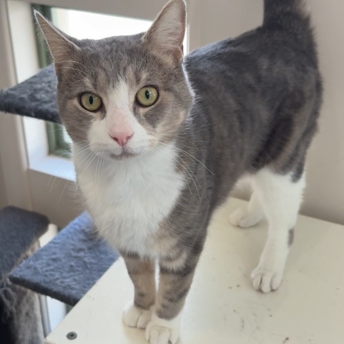 Ali - Domestic Short Hair (DSH) Cat