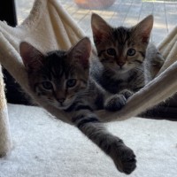 Photo of Mistletoe/Toey Meet Me@Petstock Mornington Nepean 