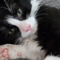 Photo of Liberty ^^Dandy Cat Rescue^^