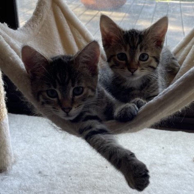 Photo of Mistletoe/Toey Meet Me@Petstock Mornington Nepean 