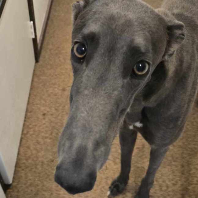 Photo of Hansel, The Blue Greyhound