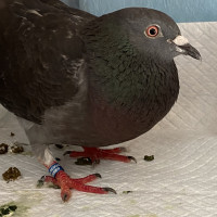 Photo of Careless Whisper 