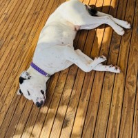 Photo of Spot 