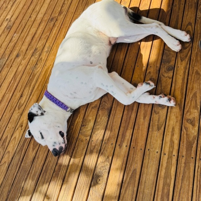 Photo of Spot 