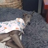 Photo of Dixie, The Greyhound