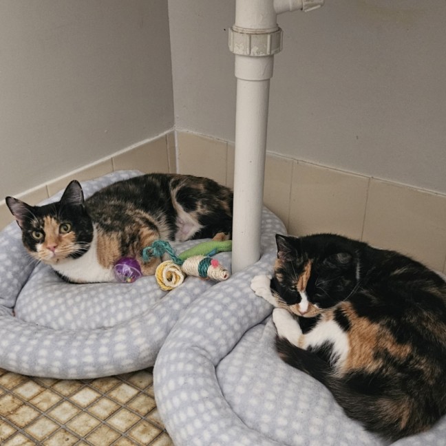 Photo of Coco & Cleo