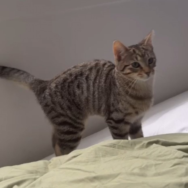 Photo of Pebbles