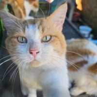 Photo of Cocco