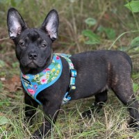 Photo of Ottie