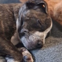 Photo of Holly