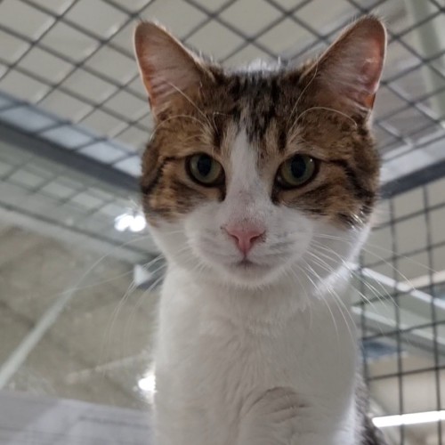 Smokey - Domestic Short Hair (DSH) Cat