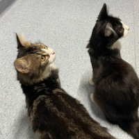 Photo of Kevin   Located In Kew